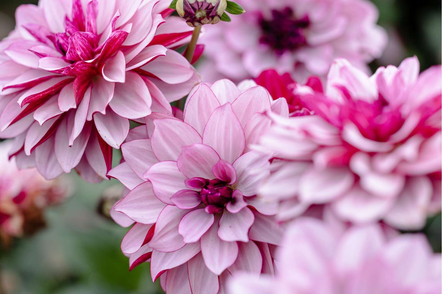 Dahlia 'Creme de Cassis'